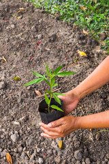 Farmer Holding a Cannabis Plant in garden, marijuana plants.