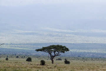 Acacia tree in african plains on a foothill of Mt. Kilimanjaro