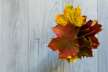 A bunch of colorful, dried autumn leaves.