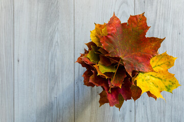 Naklejka na ściany i meble A bunch of colorful, dried autumn leaves.