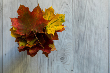 Naklejka na ściany i meble A bunch of colorful, dried autumn leaves.