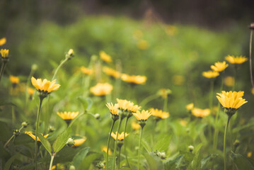 Obraz na płótnie Canvas field of dandelions, wildflower, yellow, macro photography