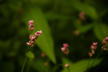pink mini wildflower, macro photography