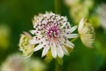 close up of a flower, wildflower, macro photography