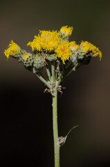 Plant Sonchus acaulis with wilted flowers. Integral Natural Reserve of Inagua. Gran Canaria. Canary Islands. Spain.