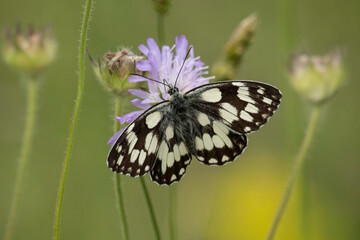 Schachbrettfalter auf einer Witwenblume