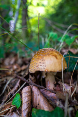 Petit champignon brun et rond dans le sous-bois