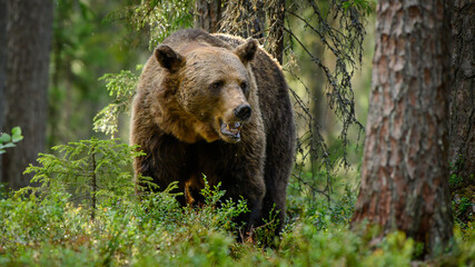 Plakat European brown bear (Ursus arctos)in forest in summer.