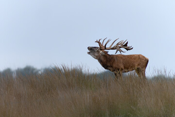 Red deer (Cervus elaphus) stag  in rutting season on the field of National Park Hoge Veluwe in the Netherlands. Forest in the background.                                               