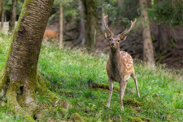Sika deer, cervus nippon, stag standing in green forest looking into the camera in summer. Wild mammal with antlers and white spots on a brown fur among trees.
