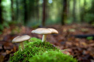 Trois champignons blanc sur la mousse