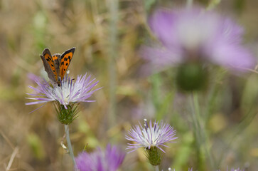 Small copper Lycaena phlaeas feeding on a flower of purple milk thistle Galactites tomentosa. Reserve of Inagua. Gran Canaria. Canary Islands. Spain.