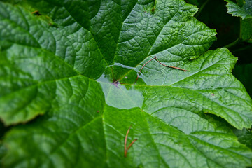 Wasser in einem Blatt eines Tafelblatt (Astilboides) im botanischen Garten Inverewe Garden, bei Poolewe, Achnasheen, Highland, Schottland	