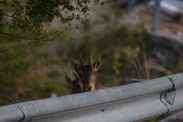 Ciervo, animal, naturaleza