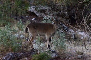 Ciervo, animales, naturaleza