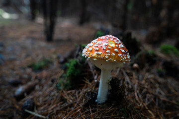Champignon rouge et blanc