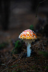 Champignon rouge et blanc