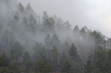 Forest of Canary Island pine Pinus canariensis in a fog. Integral Natural Reserve of Inagua. Gran Canaria. Canary Islands. Spain.
