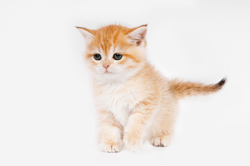 Cute Scottish straight golden shaded chinchilla (ny 11) kitten standing straight up. Funny kitten on white background. A breed of domestic cat .