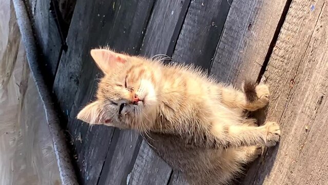 homeless little kitten with eye disease squints from the sun 