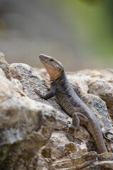 Gran Canaria giant lizard Gallotia stehlini. Male. Integral Natural Reserve of Inagua. Gran Canaria. Canary Islands. Spain.