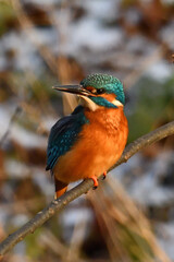 kingfisher on a branch