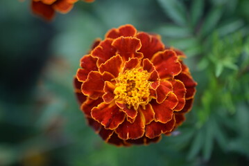 yellow-orange blackberry, marigolds close-up background, on a sunny day, blurred background, flower tagetes close-up on a green background on an autumn sunny day, orange marigold color, red flowers