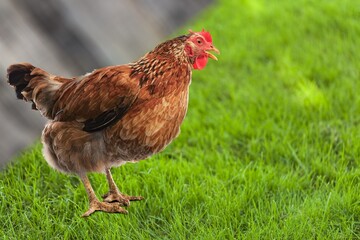 Young rooster walking on the green grass at the farm