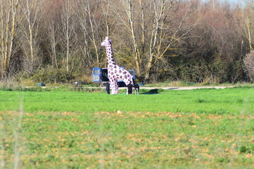 Juegos, inflable, animal