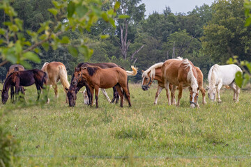 Mixed herd of Amish horses on pasture. 