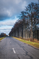 Old asphalt road along beautiful gloomy trees.