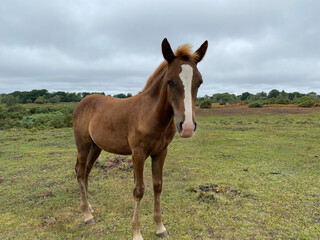 Obraz na płótnie Canvas horse in the meadow (not edited)