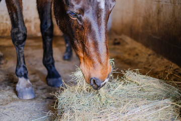 A horse stands in the stable and eats hay.