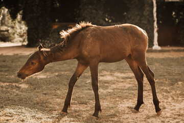 a foal in the village