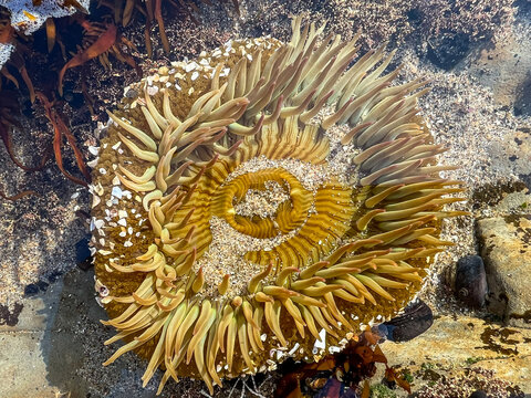 Sea creatures on the Pacific beach at California during the low tide