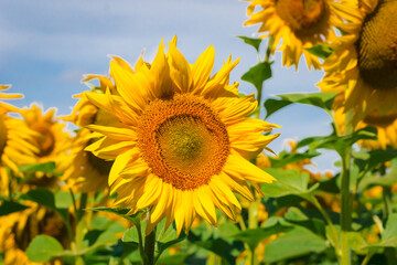 Fototapeta premium Sunflower field over cloudy blue sky and bright sun lights. Beautiful field of blooming sunflowers against sunset. Concept of Fibonacci sequence in nature