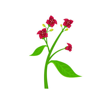 Sandalwood flower isolated on white background. Vector illustration of a fragrant plant in cartoon flat style. Santalum album icon