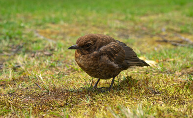 A cuckoo chick is sitting on the ground. The bird fell out of the nest. Little cuckoo.