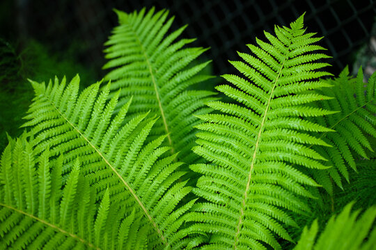 Photo of large green fern leaves in the forest. Fern leaves on a dark background.