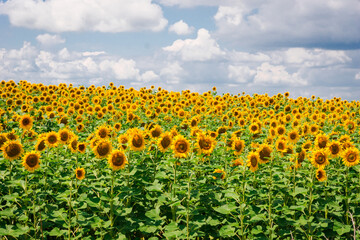 Field of blooming sunflowers on the background of a cloudy sky. Beautiful blooming yellow sunflowers on a summer field. Sunflower landscape, amazing nature of summertime