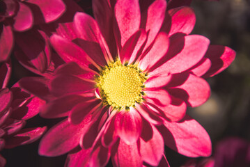 close up of pink flower