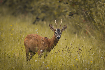 deer in the forest