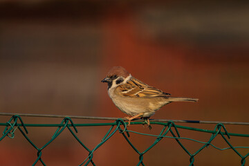 Wild sparrow on the garden fence.