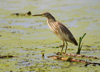 Yellow heron fishing