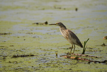 Yellow heron fishing