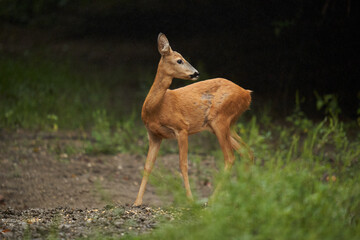 Roe deer in the forest during rain