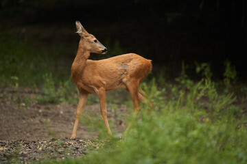 Roe deer in the forest during rain