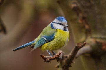 The tits, chickadees, and titmice constitute the Paridae, a large family of small passerine birds which occur mainly in the Northern Hemisphere and Africa.