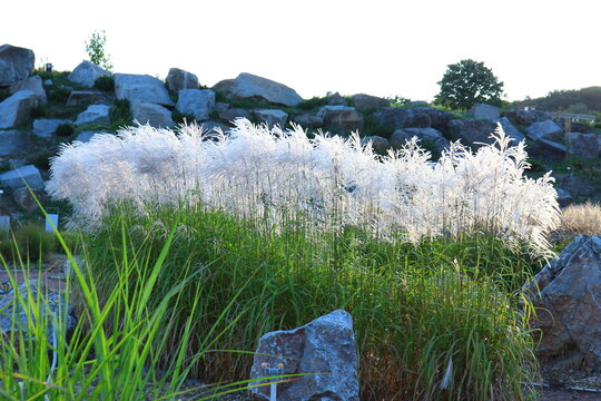 Miskant chiński (Miscanthus sinensis) rosnący w ogrodzie