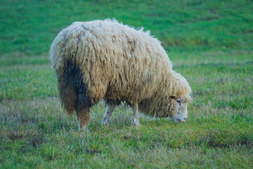 Sheep (Ovis aries) are domesticated, ruminant mammals typically kept as livestock. 